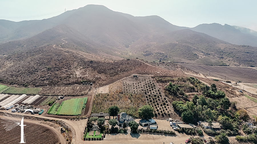 Casi Cielo Vineyards Wedding | Brittney & Christopher 
