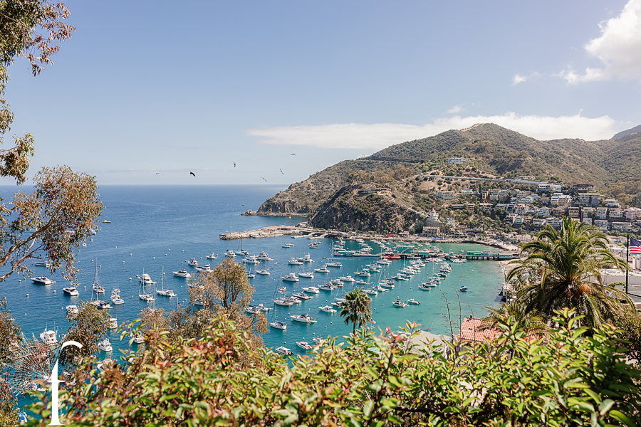 Descanso Beach Club, Catalina Island | Nicole & Jonah