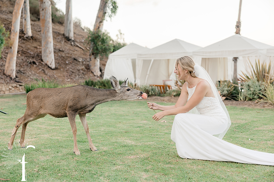 Descanso Beach Club, Catalina Island | Nicole & Jonah